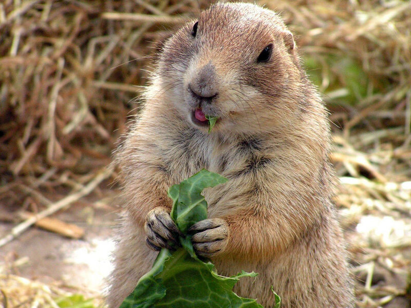 Prairie Dog Eating Leaf — Brown, Calm, Afternoon