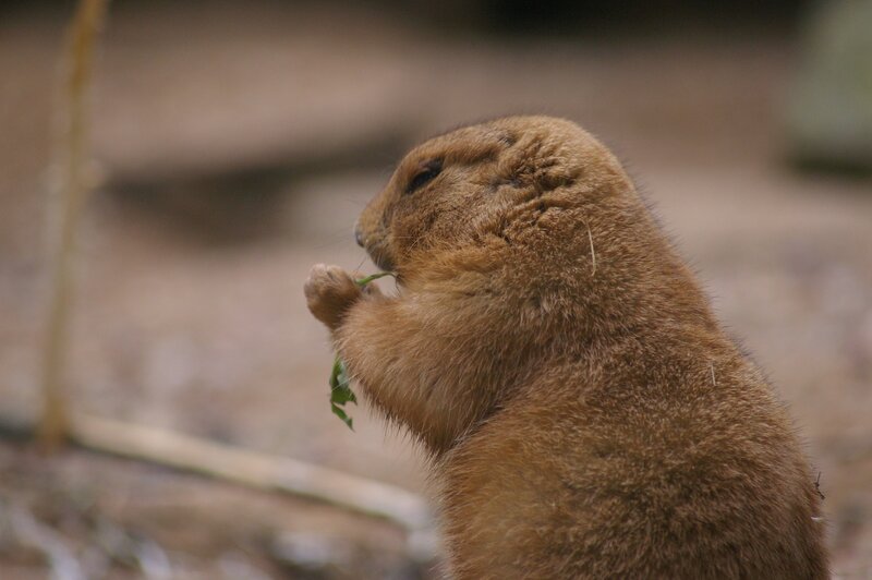Prairie Dog Eating Leaf — Brown, Calm, Photograph