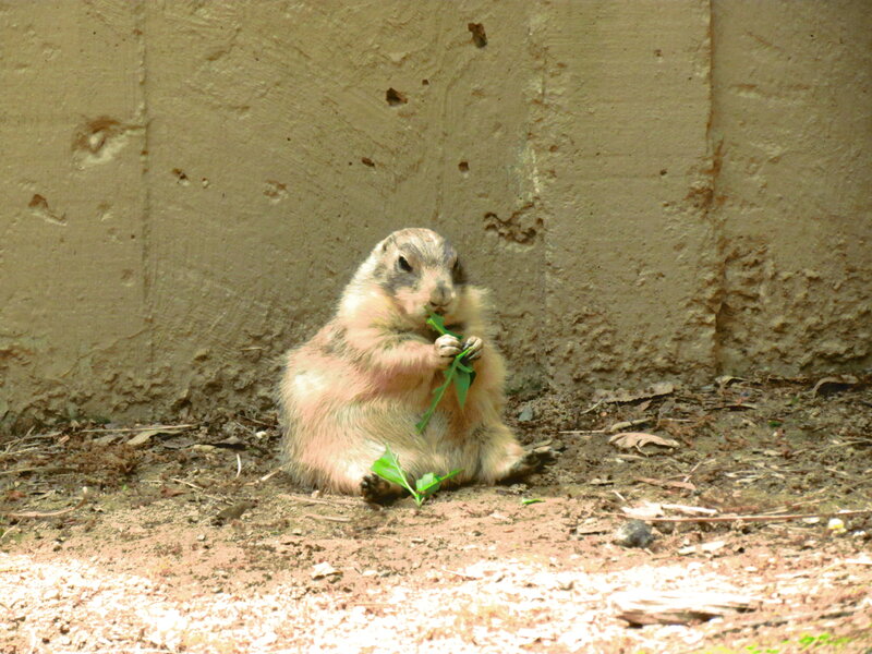Prairie Dog Eating Leaf — Brown, Calm