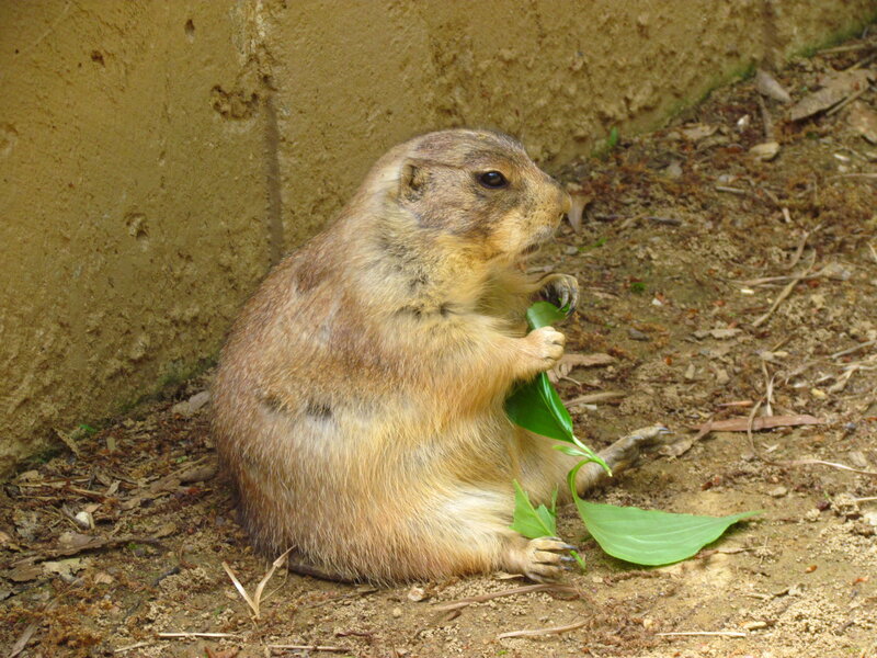 Prairie Dog Eating Leaf — Brown