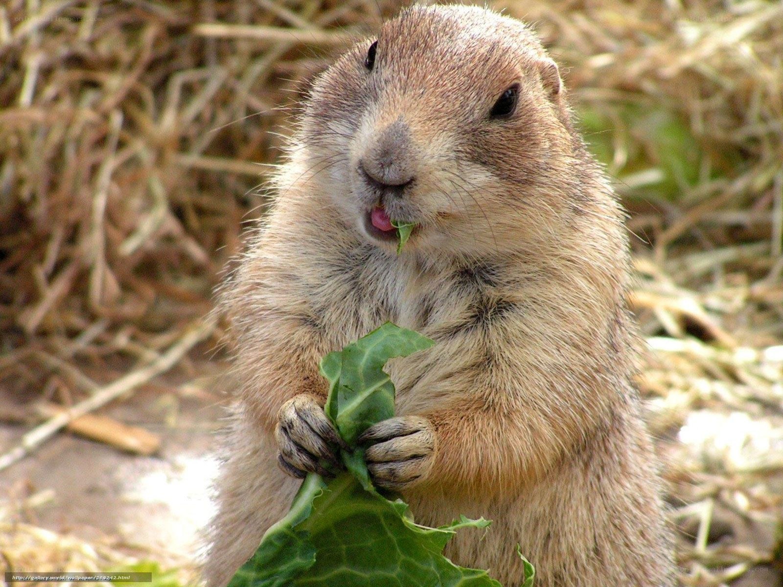 Prairie dog eating leaf