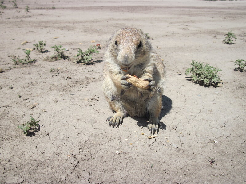 Prairie dog eating peanut