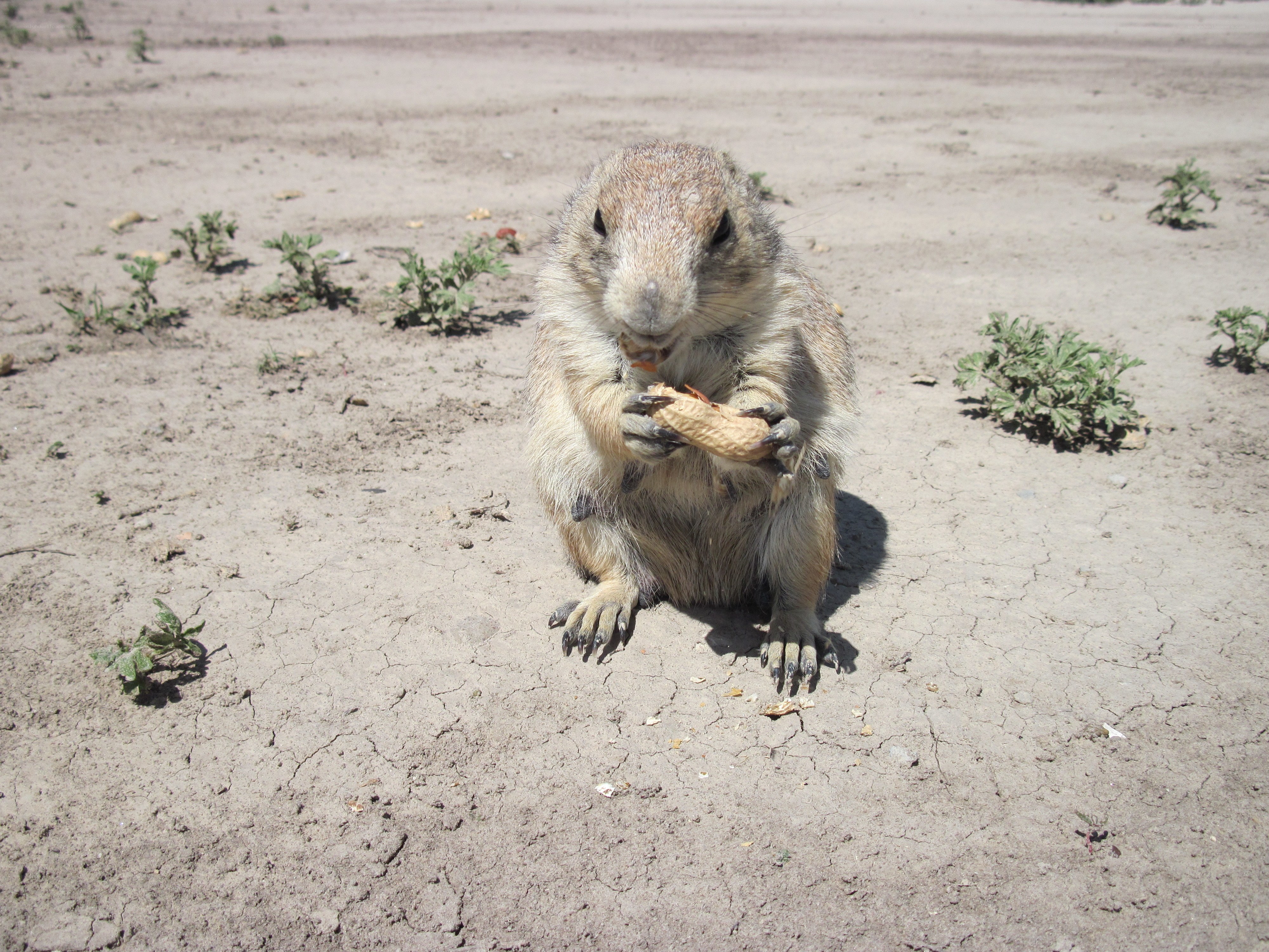 Prairie dog eating peanut