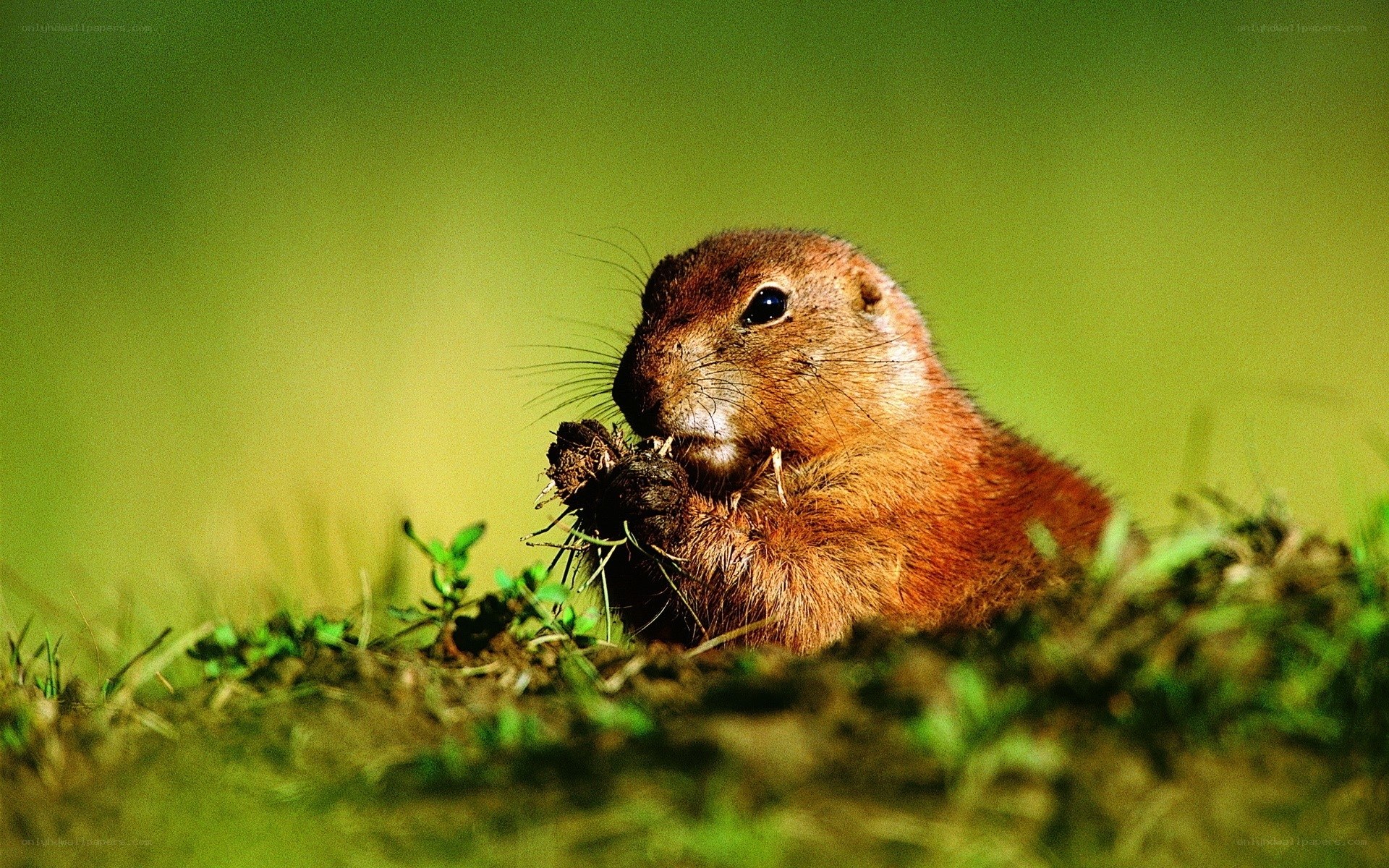Prairie dog eating plant