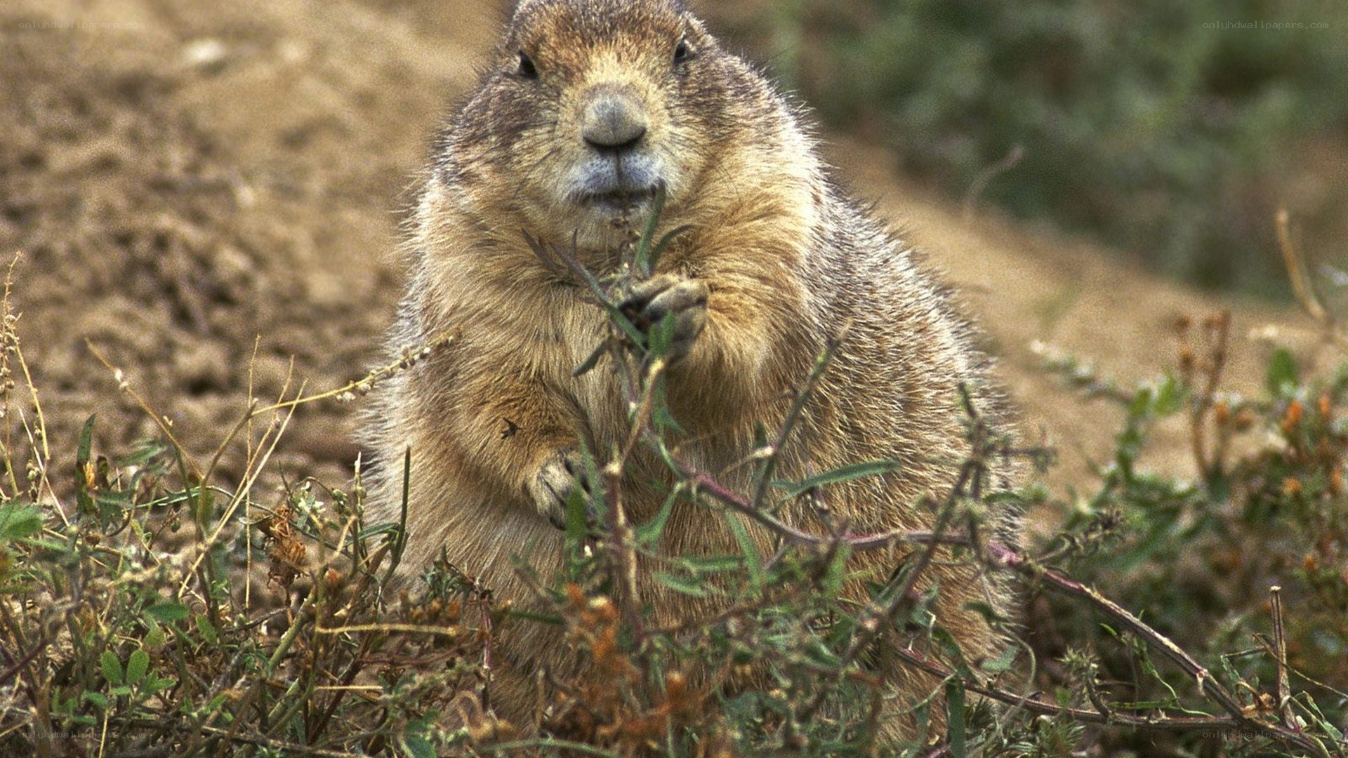Prairie dog eating plant