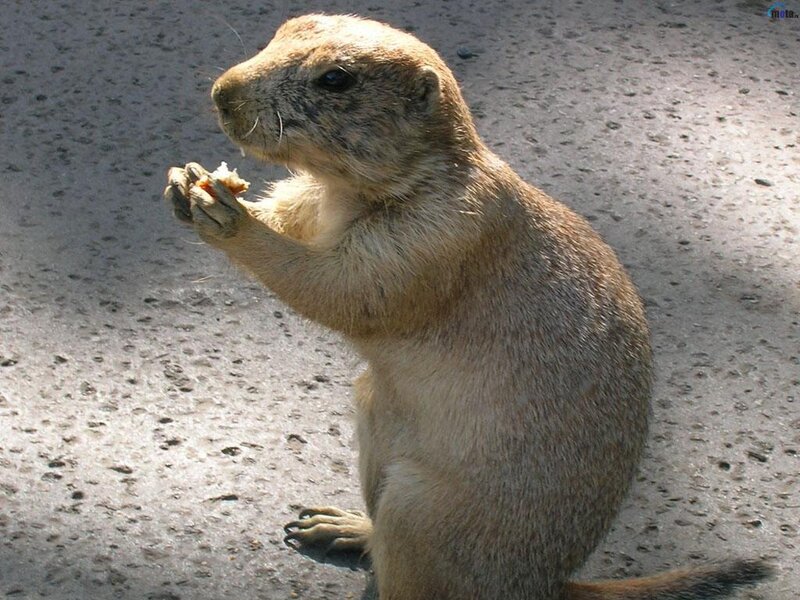 Prairie Dog Eating