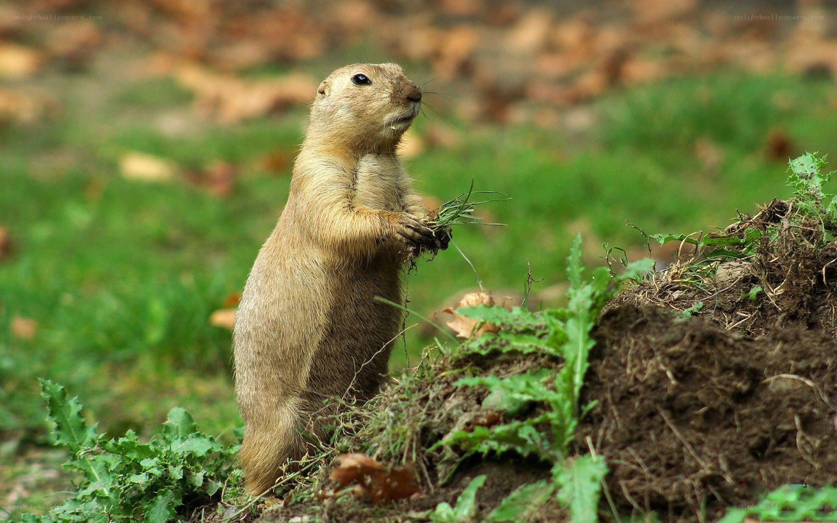 Prairie dog holding grass