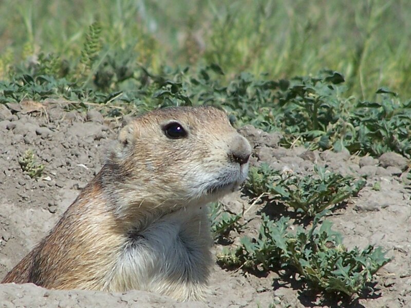 Prairie Dog in Burrow