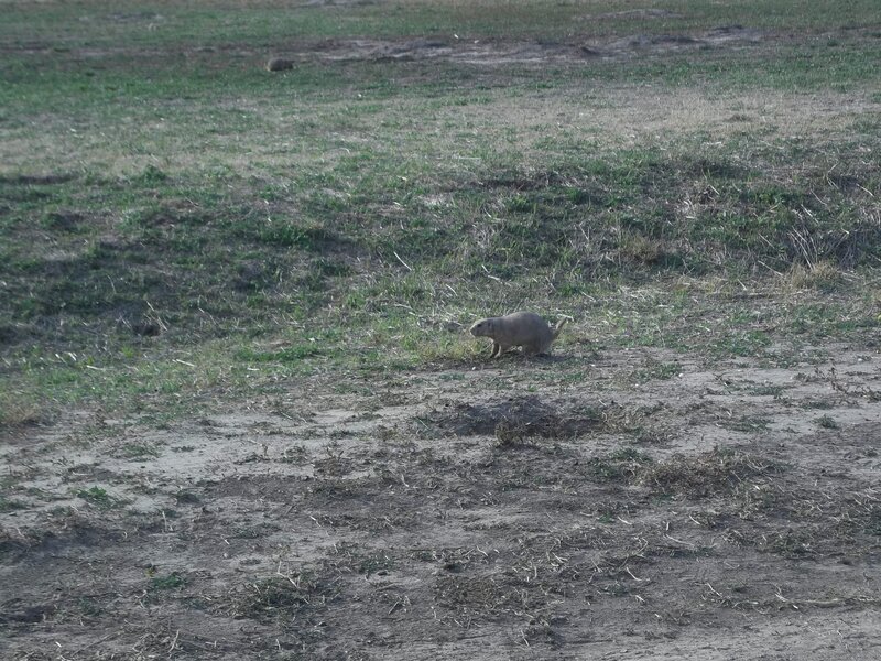 Prairie Dog in Field — Brown