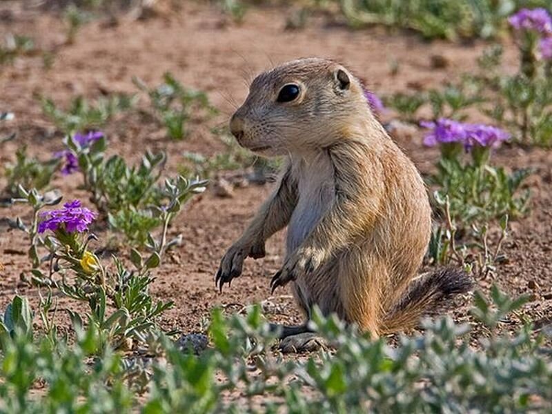 Prairie Dog in Field