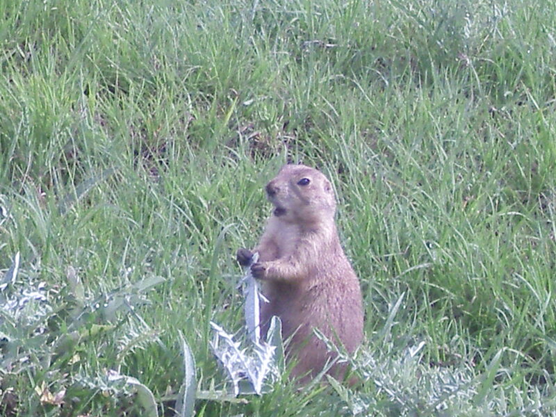 Prairie Dog in Grass