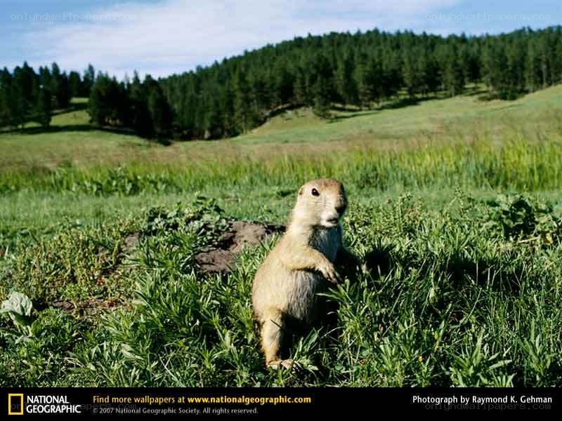 Prairie dog in grassy field