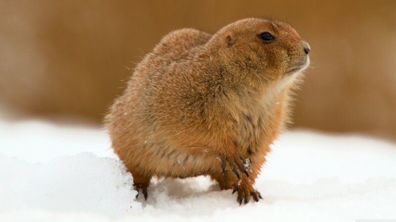 Prairie Dog in Snow