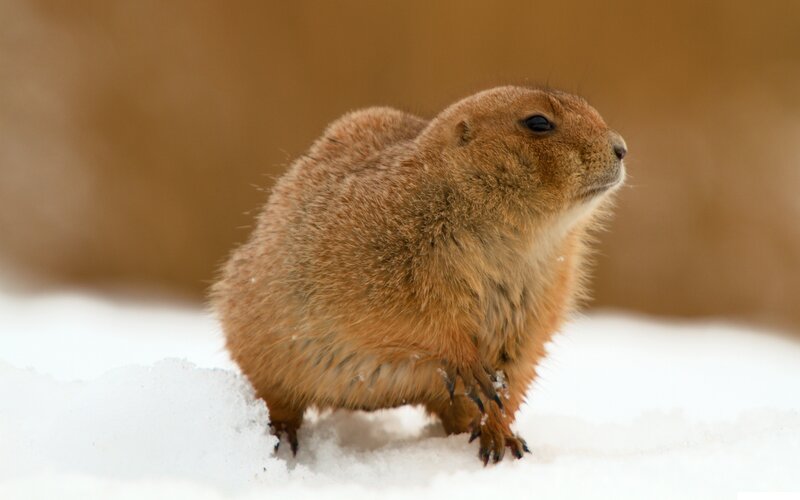 Prairie dog in the snow