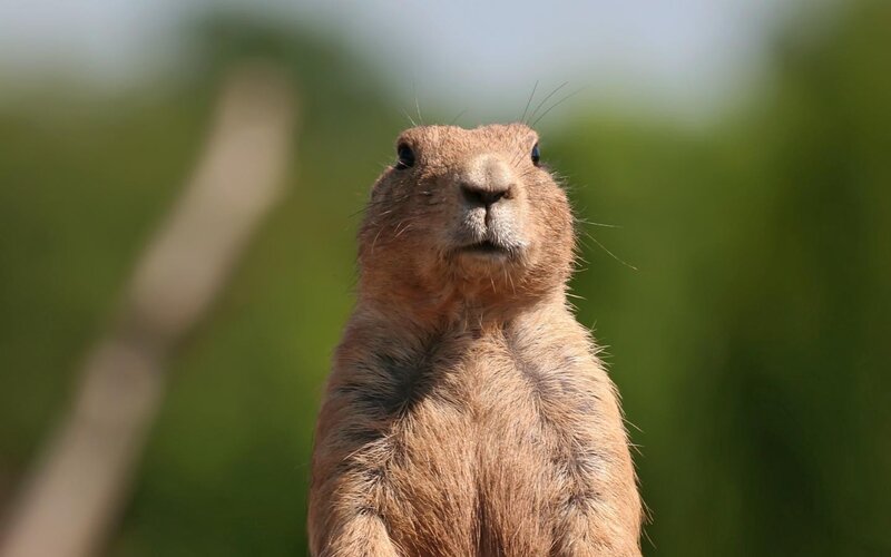 prairie dog looking up