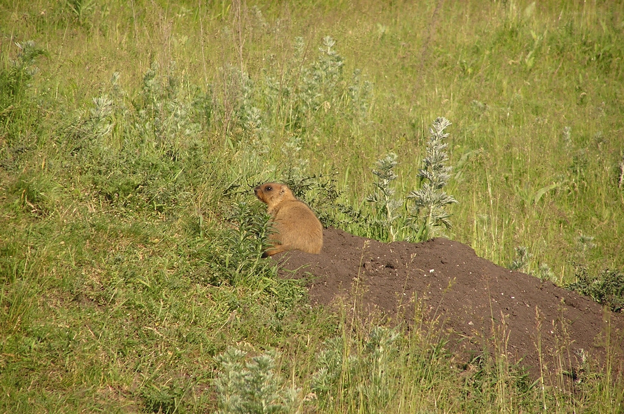 Prairie dog near burrow