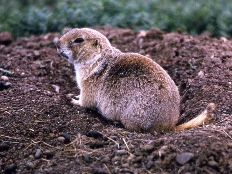 Prairie Dog on Mound