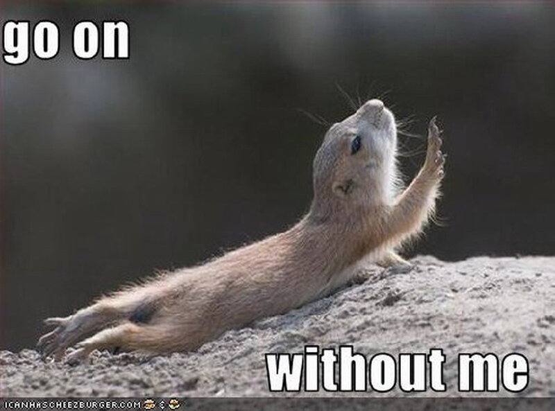 Prairie Dog on Rock