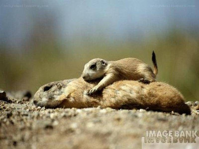 Prairie dog pup on parent