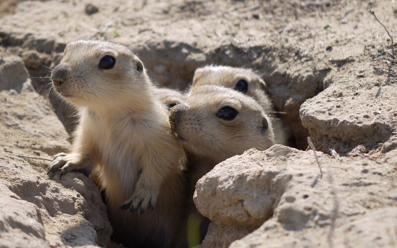 Prairie Dog Pups — Brown