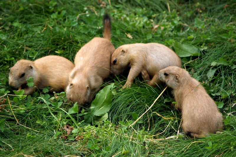 Prairie dog pups in grass