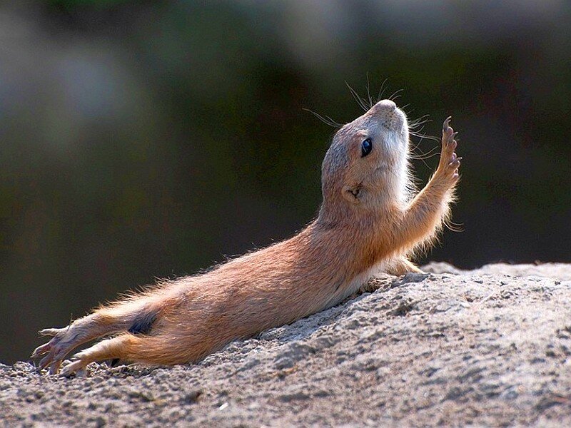 prairie dog reaching up