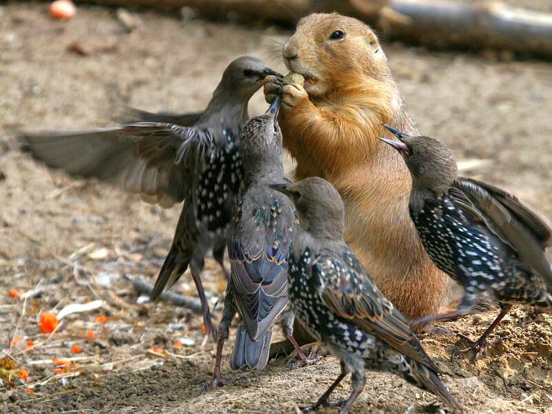 Prairie dog sharing food with starlings