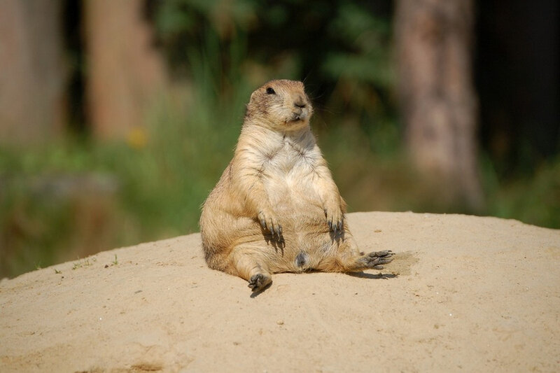 Prairie Dog Sitting
