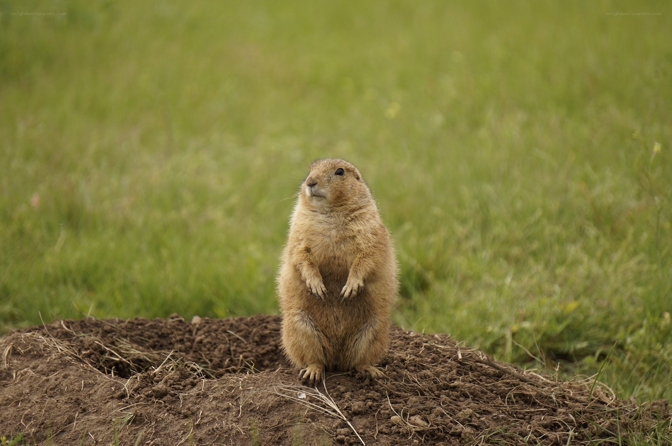 Prairie dog standing alert