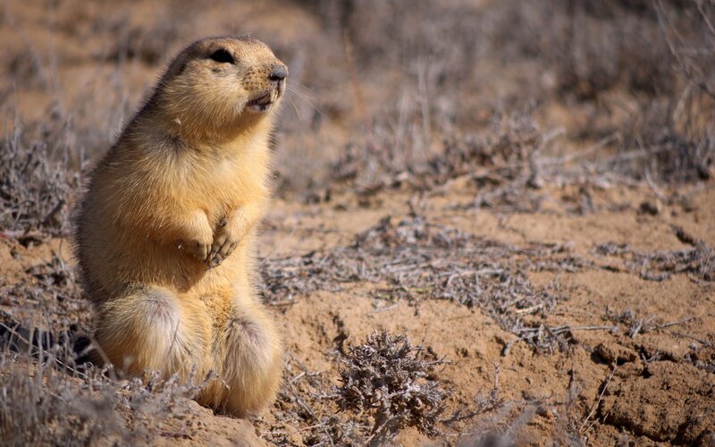 Prairie dog standing alert