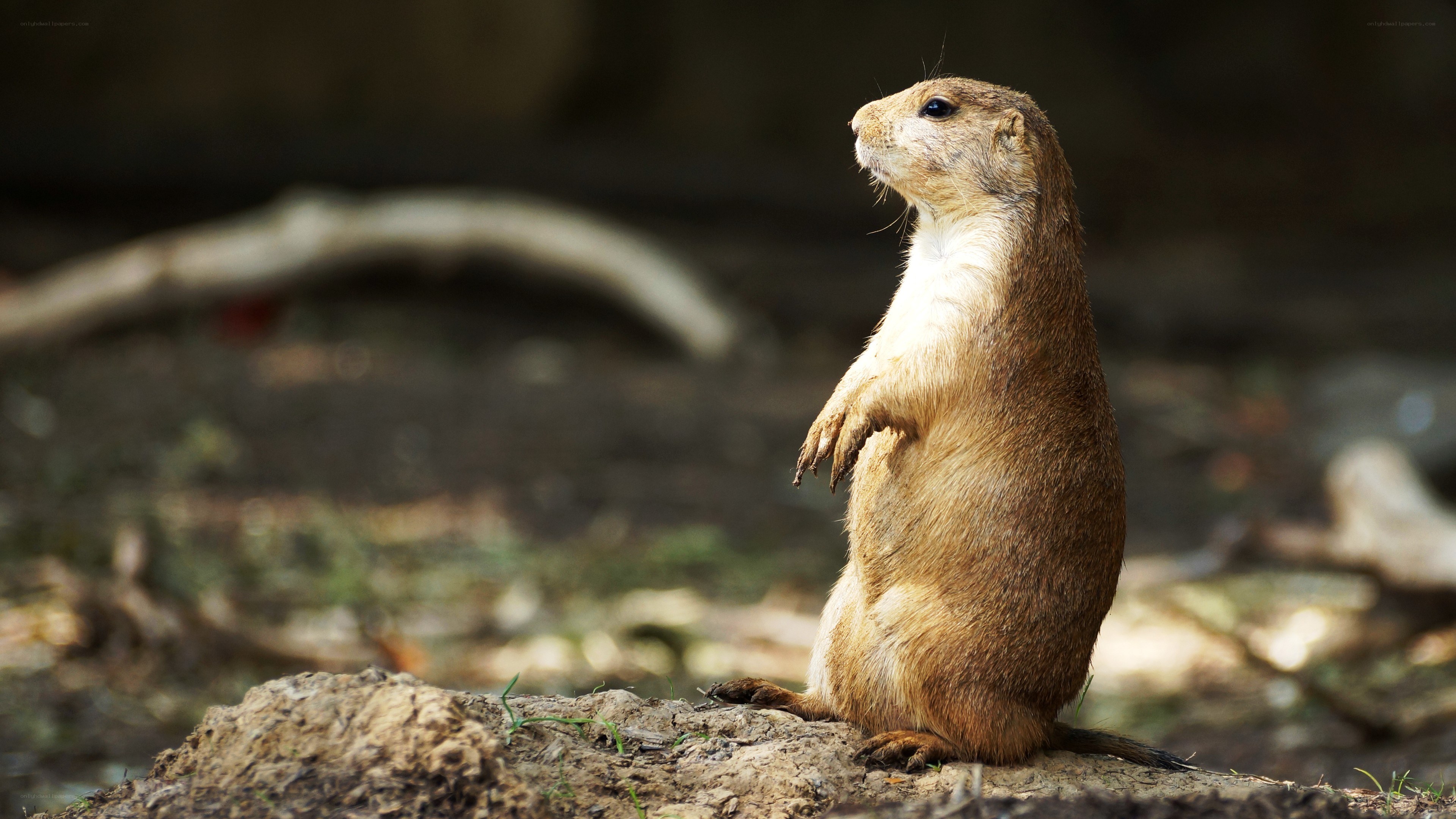 Prairie dog standing alert