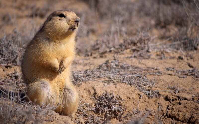 Prairie dog standing alert