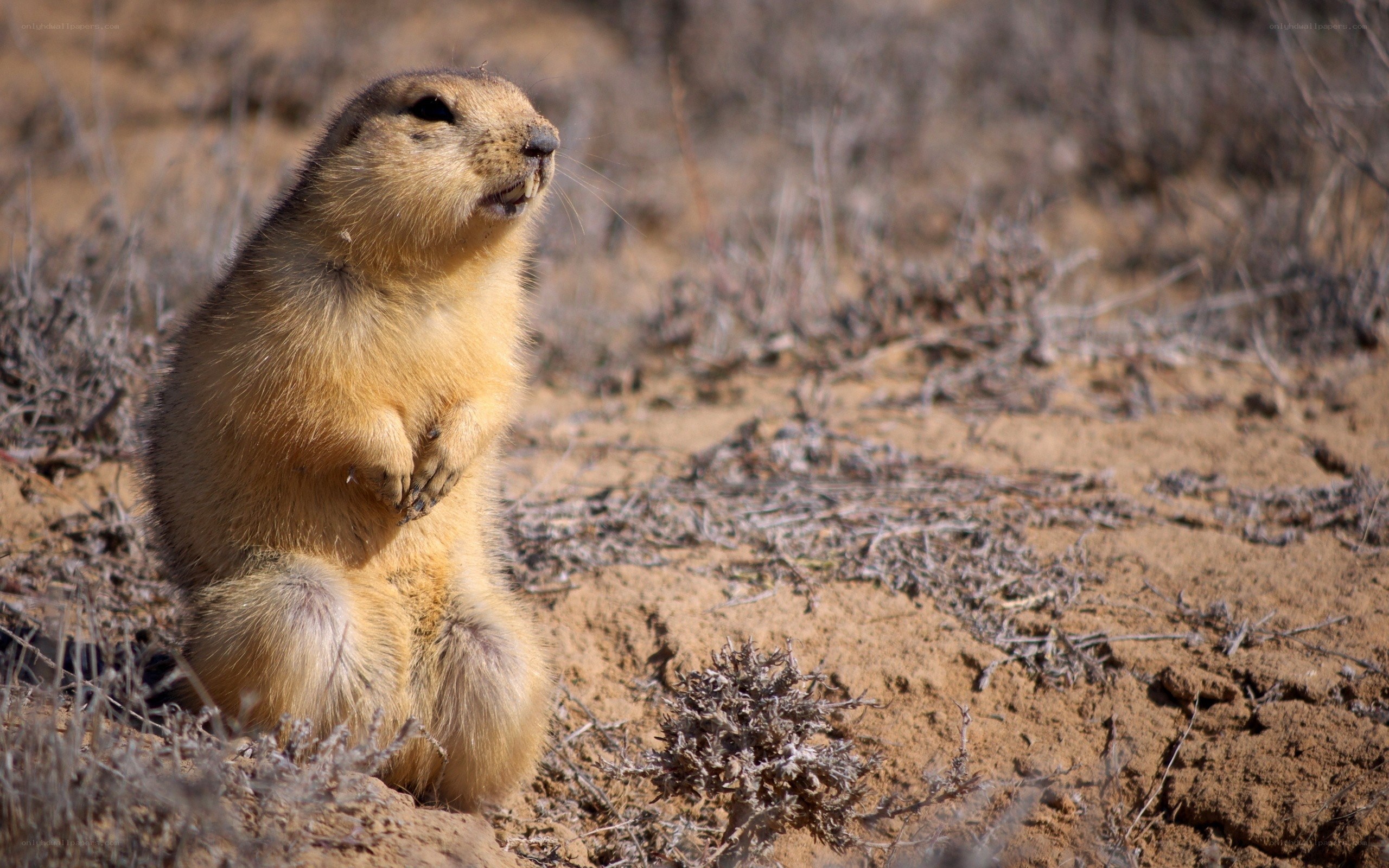 Prairie dog standing alert