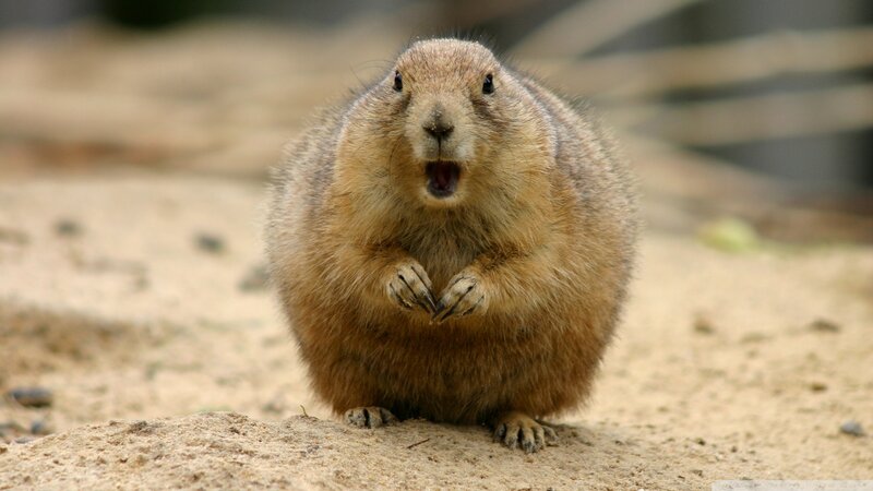 Prairie Dog Standing — Brown, Alert, Photograph