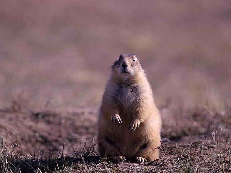 Prairie Dog Standing — Brown, Alert