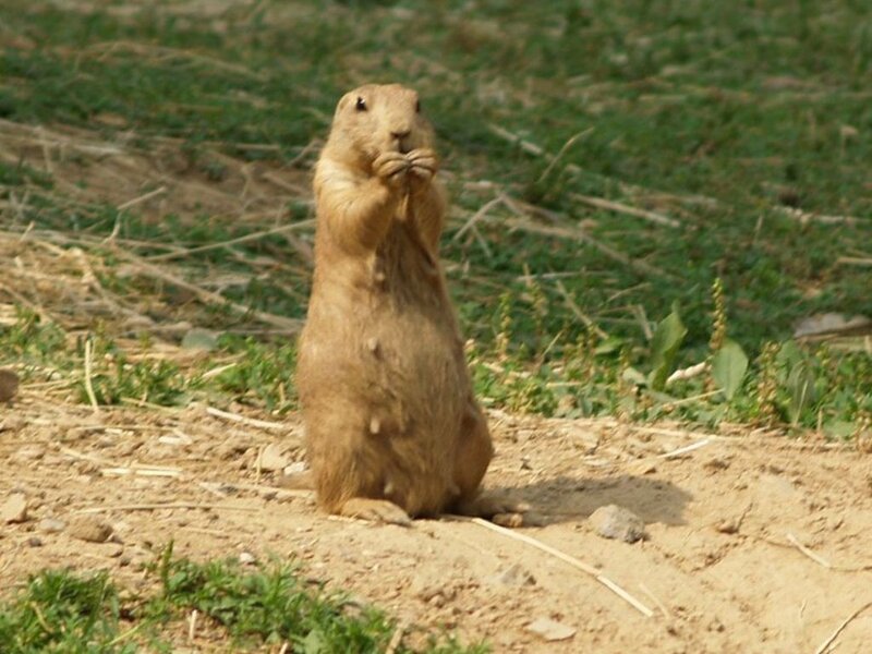 Prairie Dog Standing — Brown, Calm