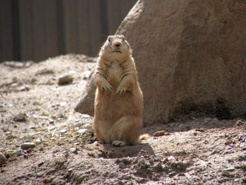 Prairie Dog Standing — Brown