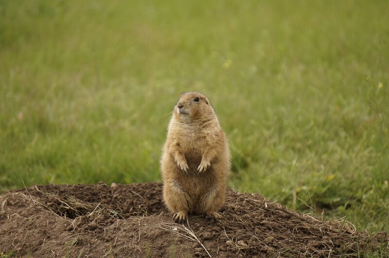 Prairie Dog Standing — Green, Alert, Afternoon