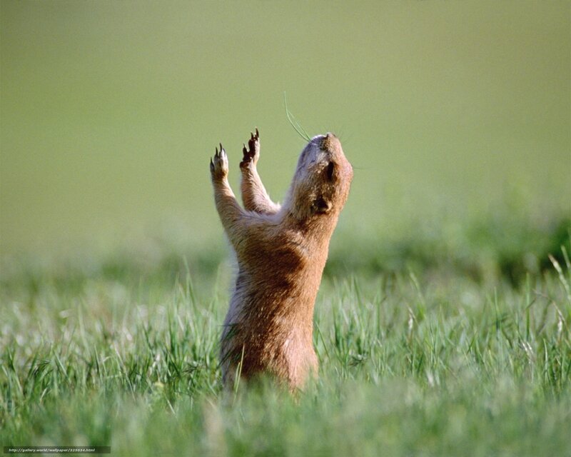 Prairie Dog Standing — Green, Alert