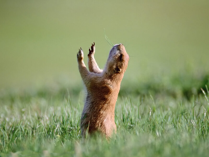 Prairie Dog Standing — Green