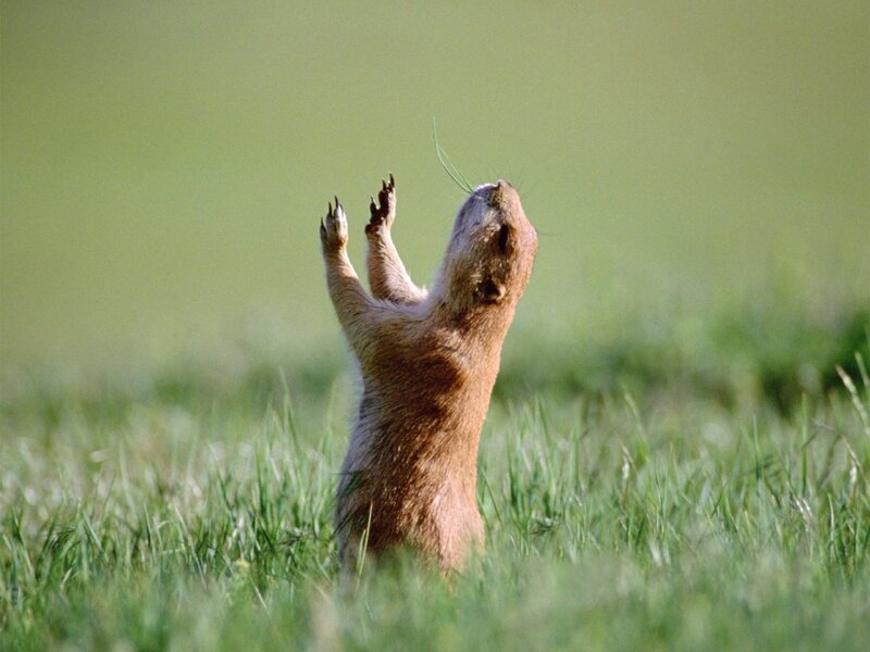 Prairie dog standing in grass