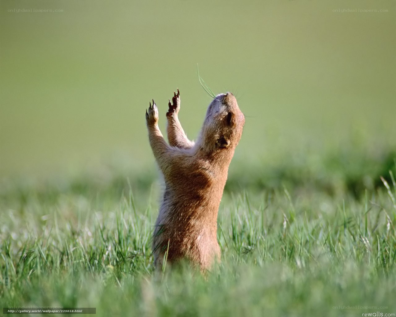 prairie dog standing in grass