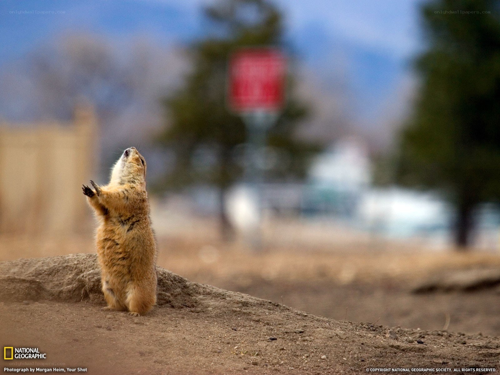 Prairie dog standing on hind legs