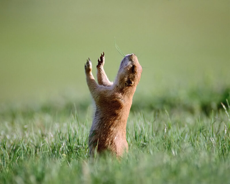 Prairie Dog Standing