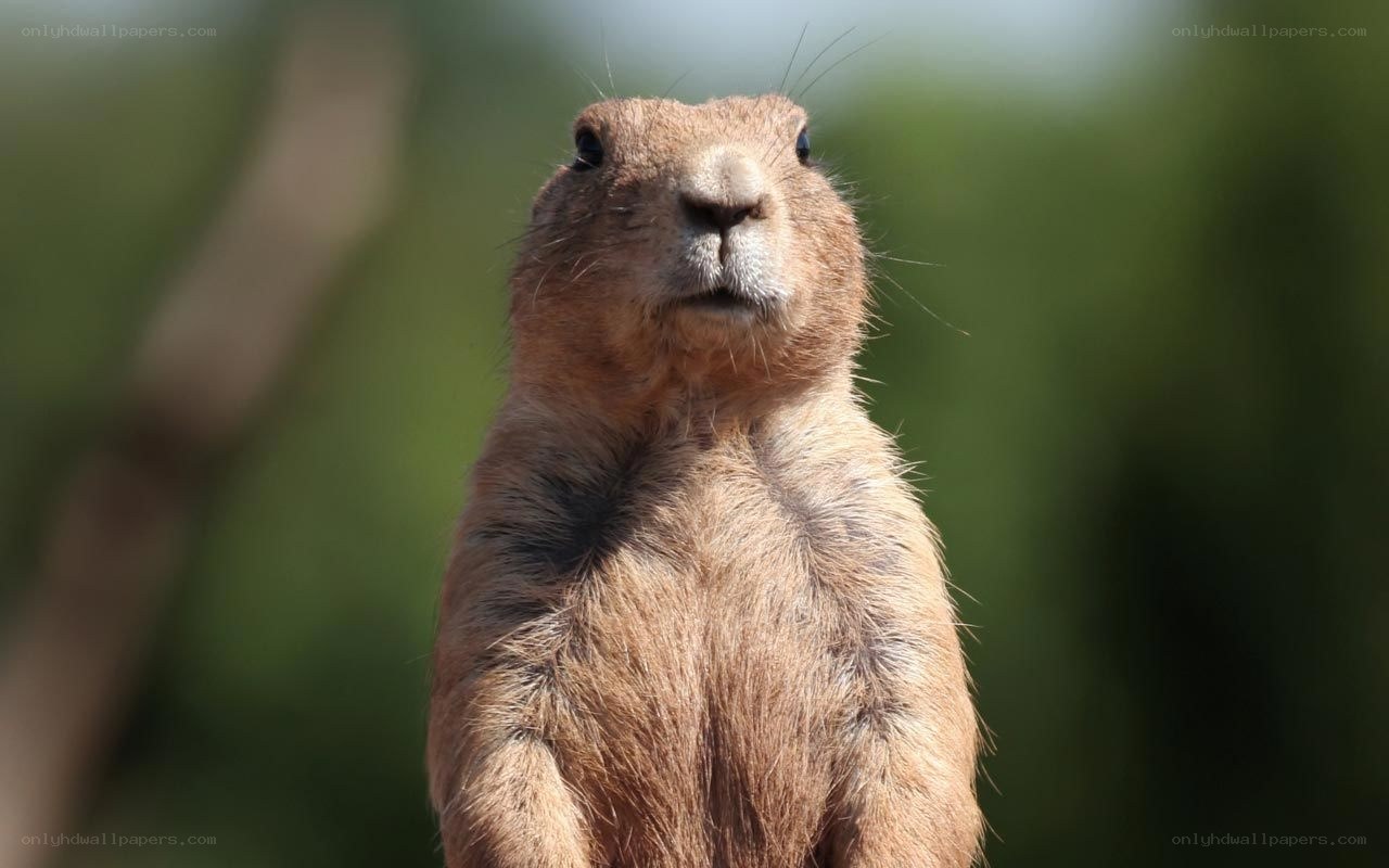 prairie dog standing upright