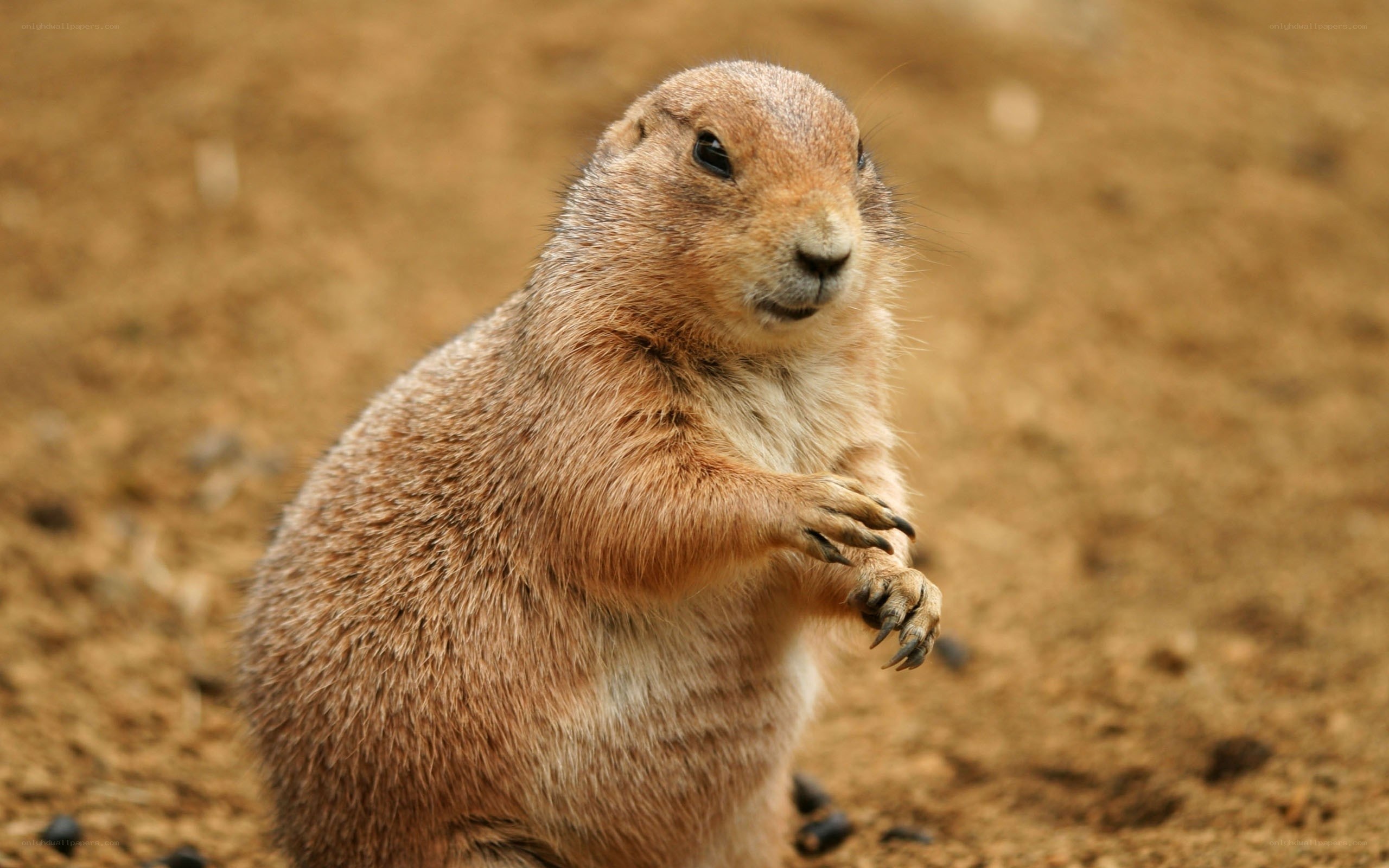 Prairie dog standing upright