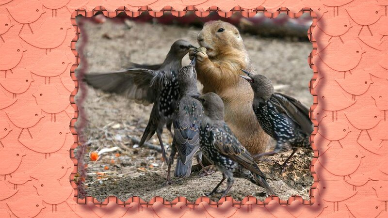 Prairie Dog with Birds — Brown, Natural