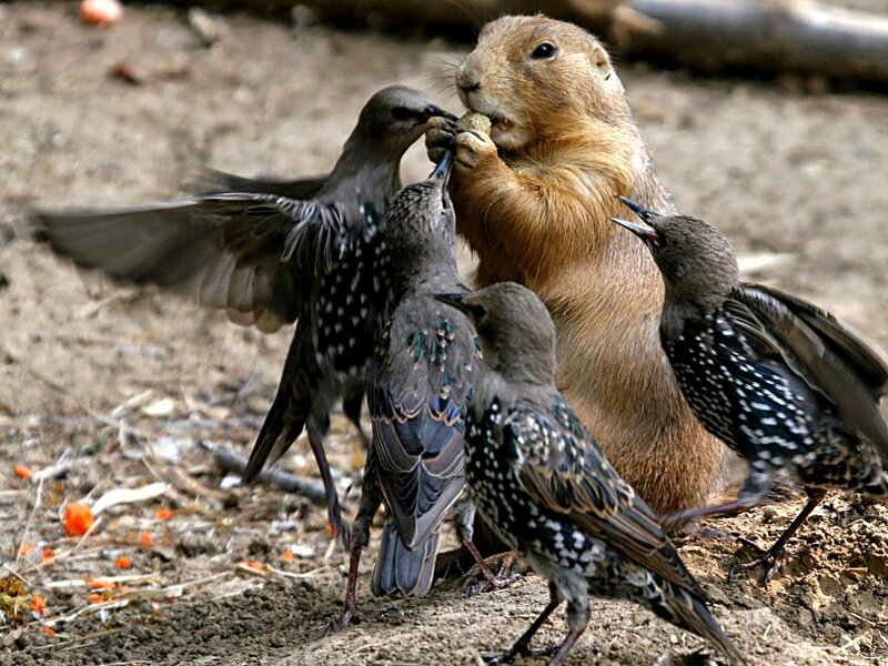 Prairie Dog with Birds — Brown