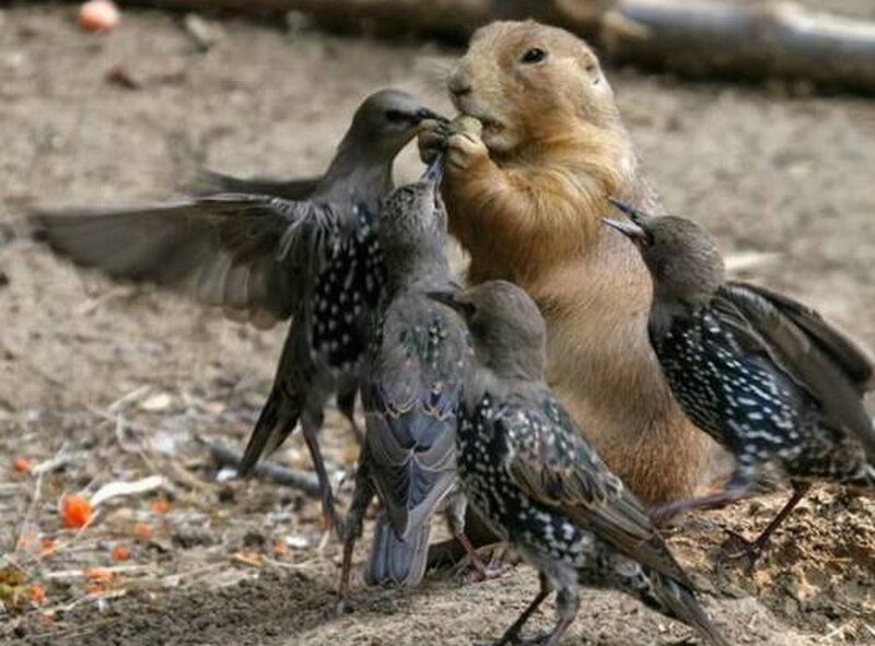 Prairie Dog with Birds
