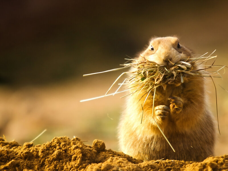 Prairie Dog with Hay — Brown, Calm